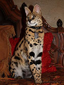 Serval Cat