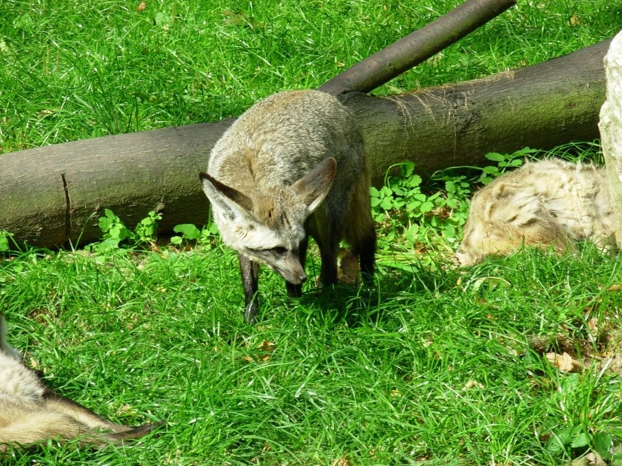 Bat-eared Fox