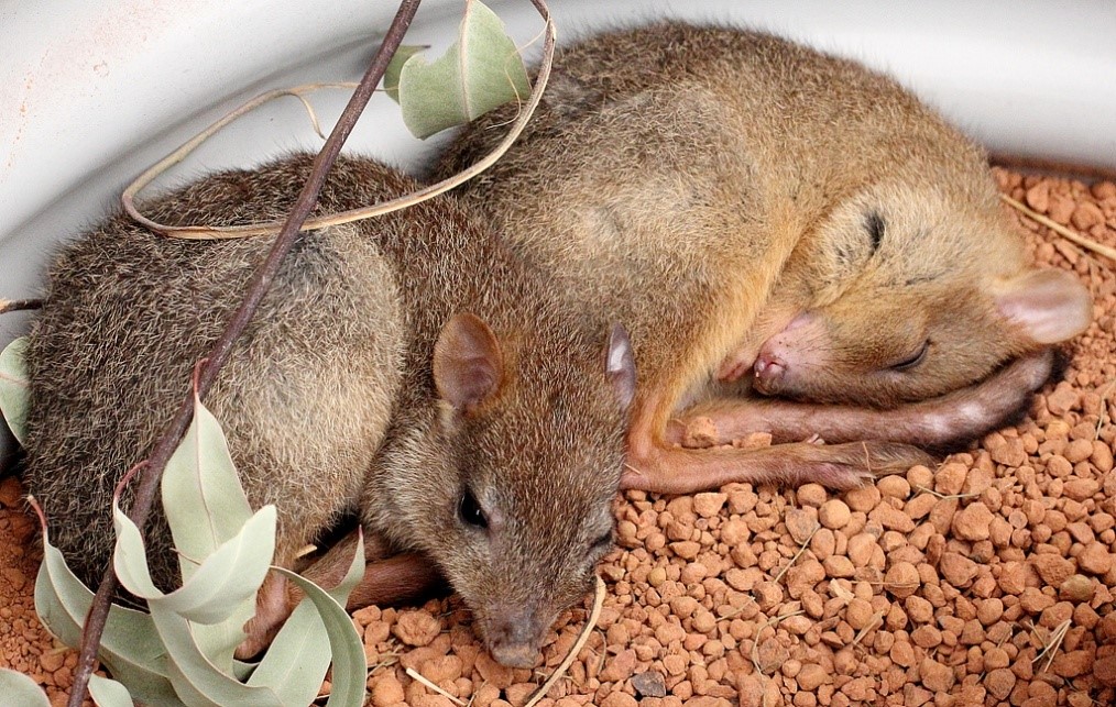 Bettongs as Pets Bettongs as Pets
