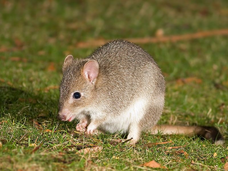 Bettongs in captivity Bettongs in captivity