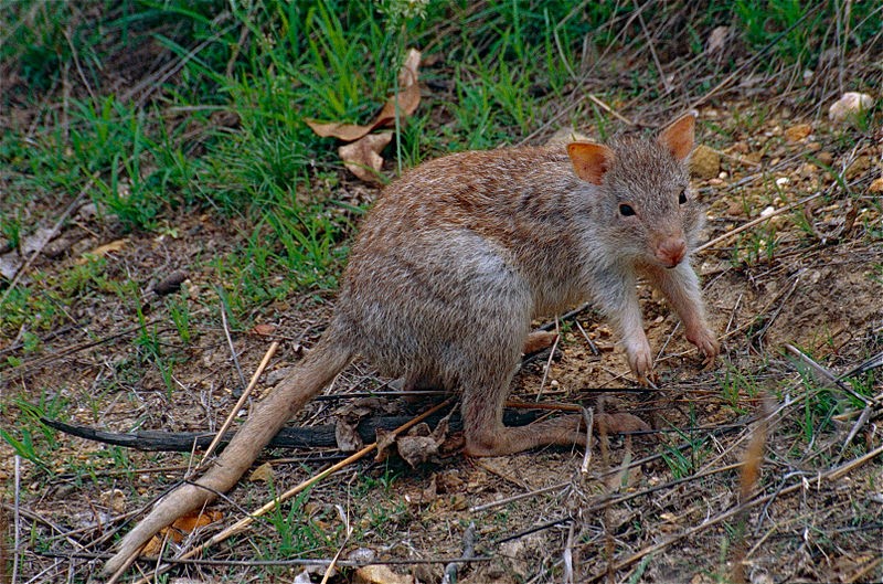 Buying a Bettong Buying a Bettong