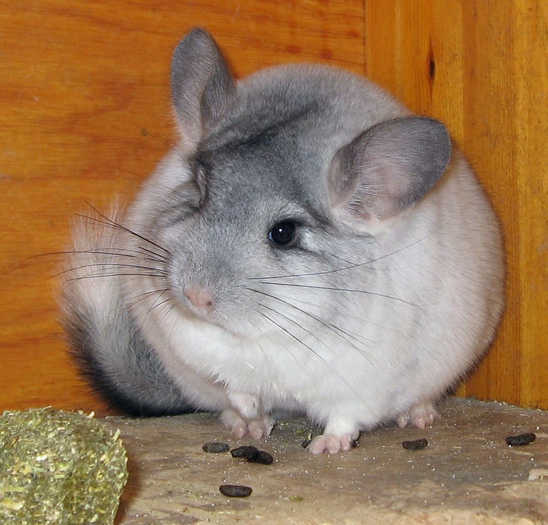 Chinchilla Chinchilla