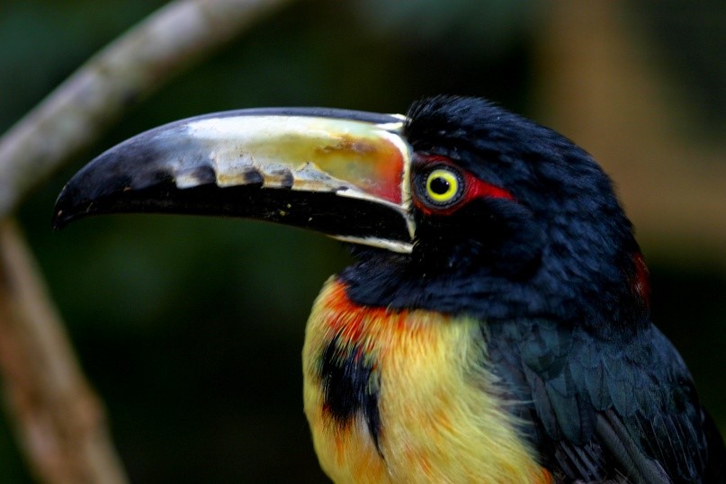 Collared Aracari Collared Aracari