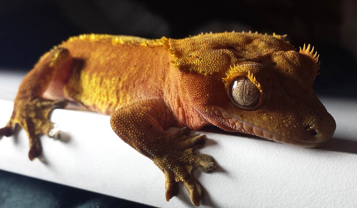 Crested Gecko Crested gecko