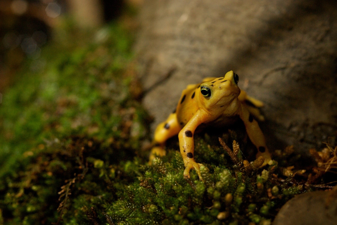 Smallest Frog: Dart Frog