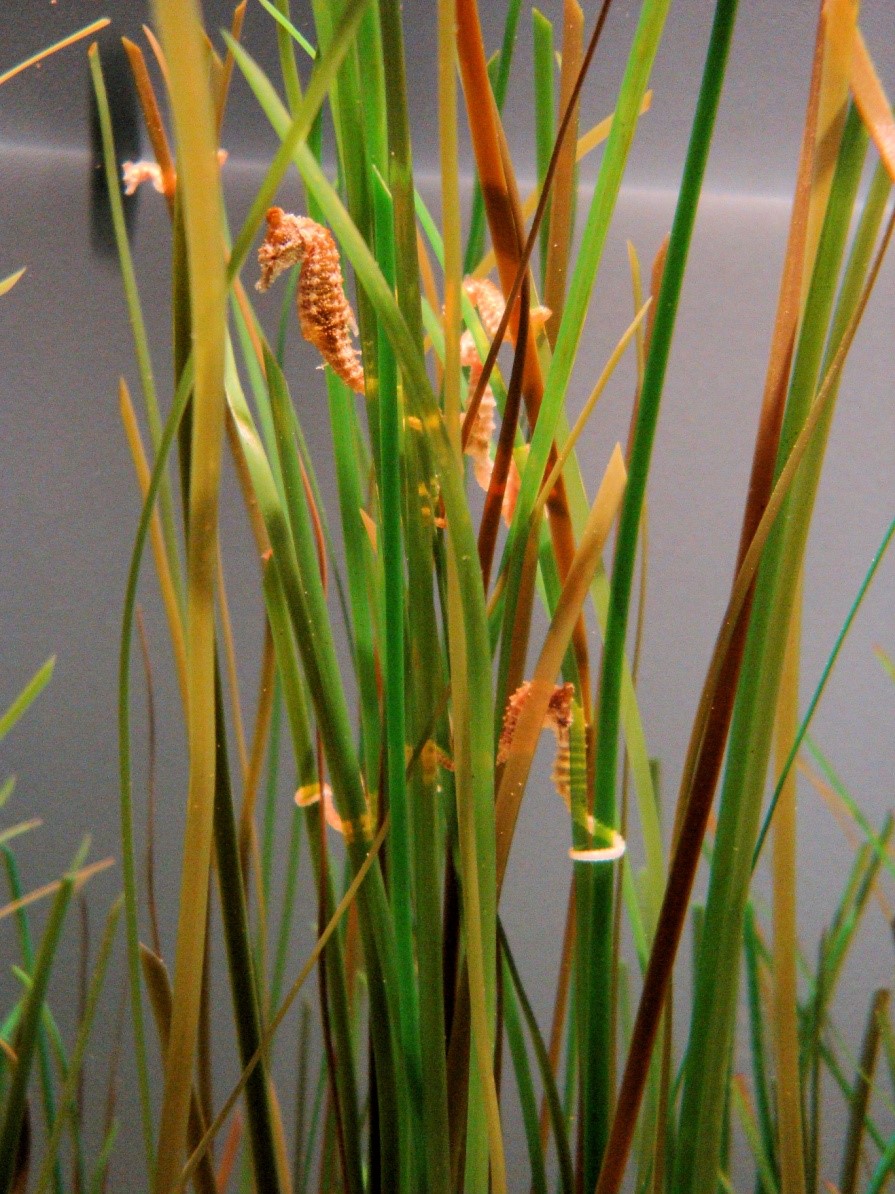 Smallest fish: Dwarf seahorse