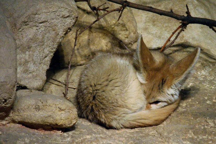 Fennec Fox Fennec Fox