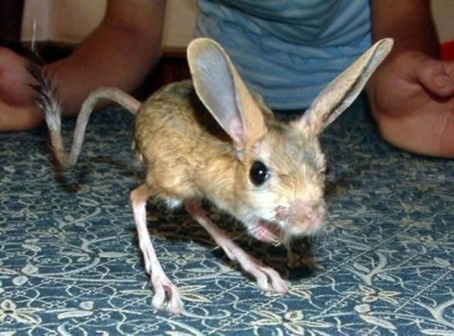 Pet Jerboa Jerboa