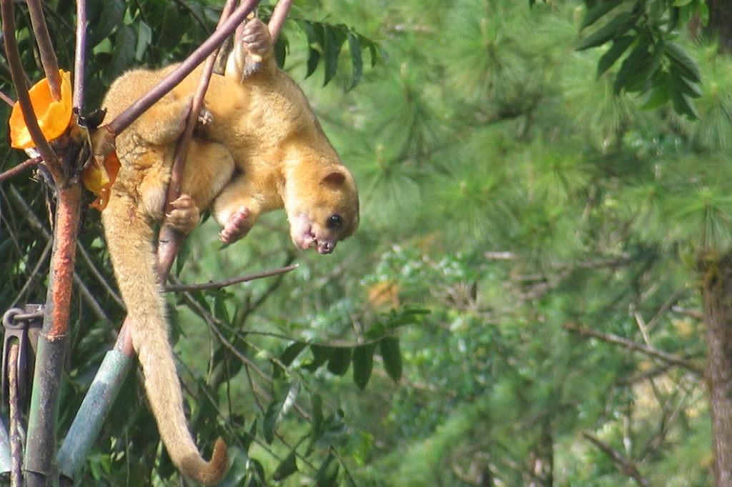 Pet Kinkajou Pet Kinkajou