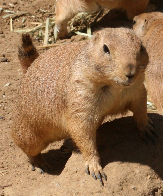 Pet Prairie Dog Pet Prairie Dog