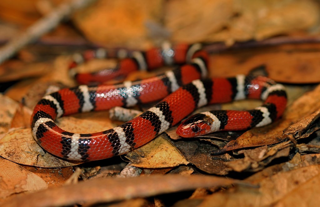 Smallest Snake: Scarlett King snake