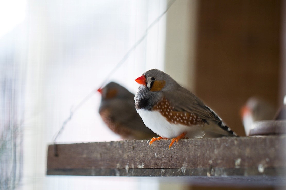 Smallest Bird: Finch