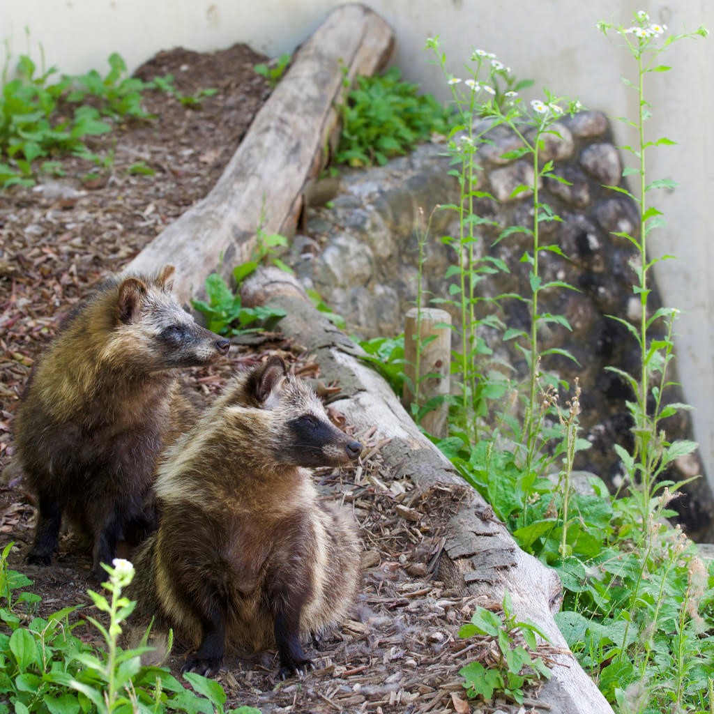 Tanukis Pet Tanukis Pet