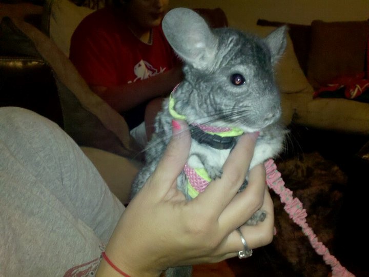 Pet chinchilla Pet chinchilla