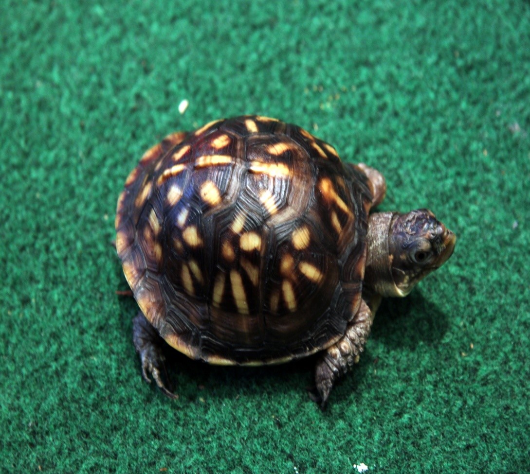 Pet turtle Pet turtle