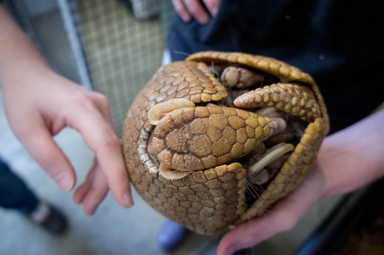 Armadillo Pet Armadillo Pet