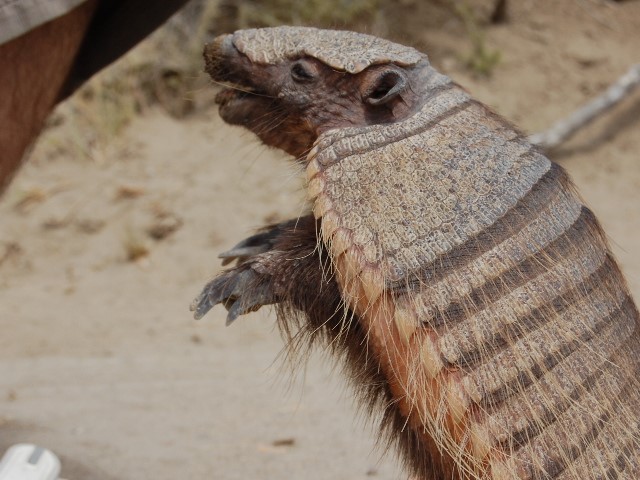 Armadillo Armadillo