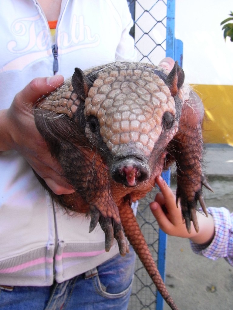 Armadillo Armadillo