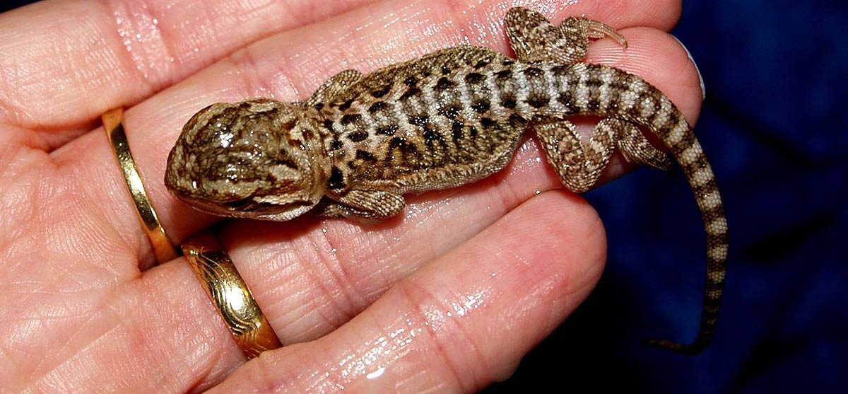 Bearded Dragon Bearded Dragon