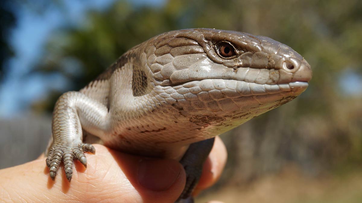 Blue Tongued Skink Blue Tongued Skink