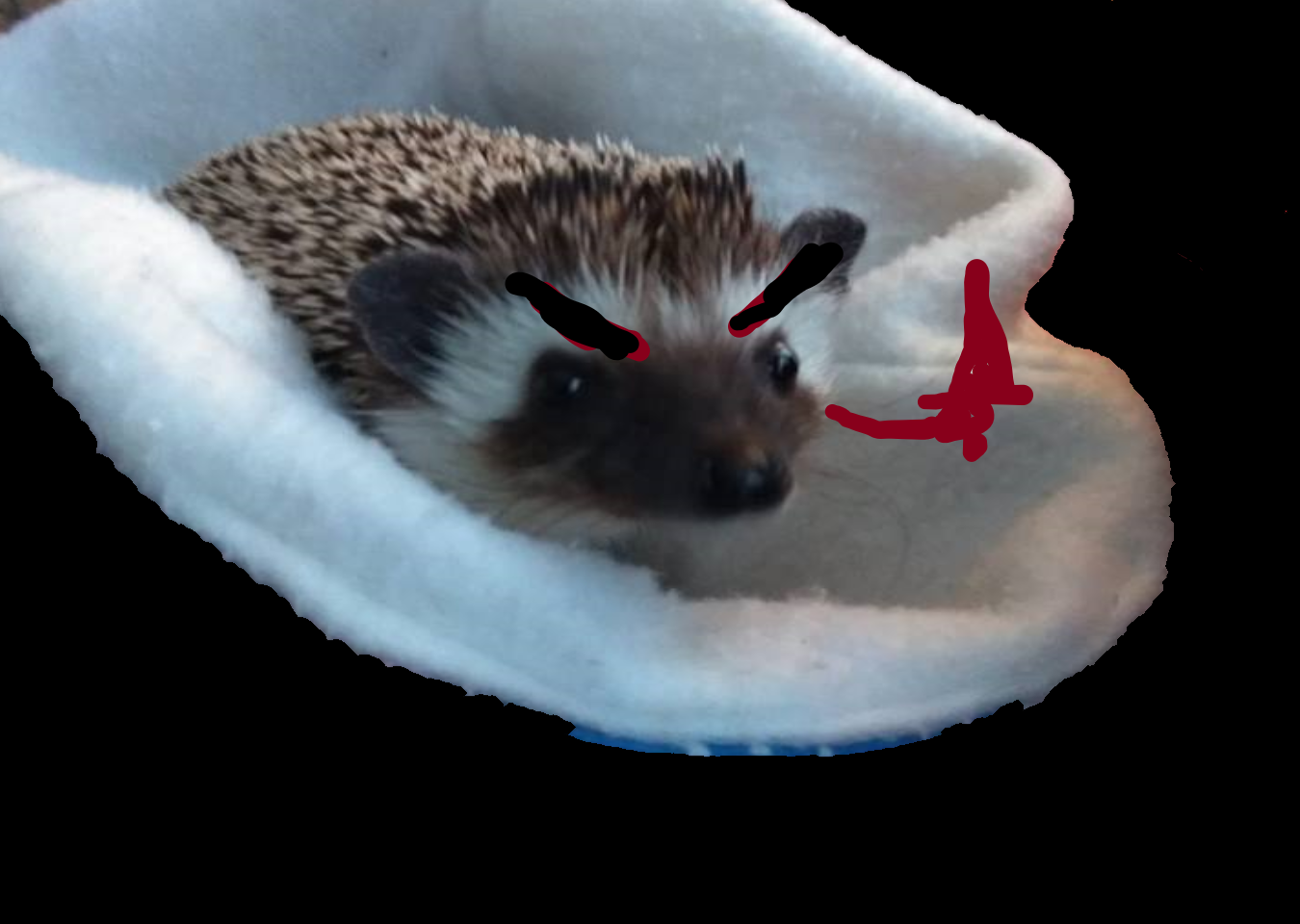Buddy The Hedgehog Evil Buddy The Hedgehog Evil