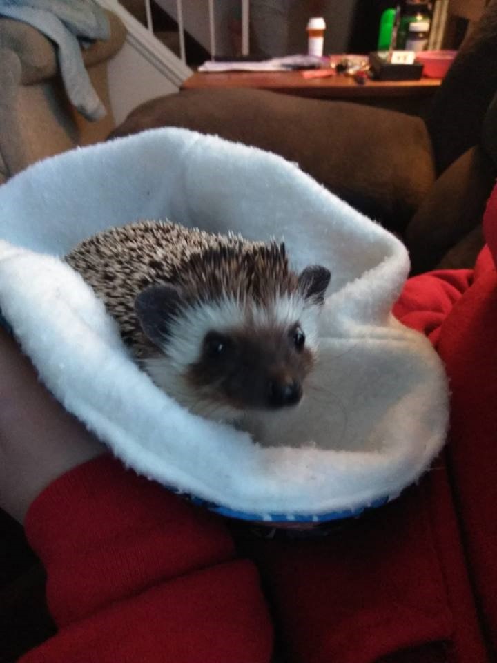 Buddy The Hedgehog Buddy The Hedgehog