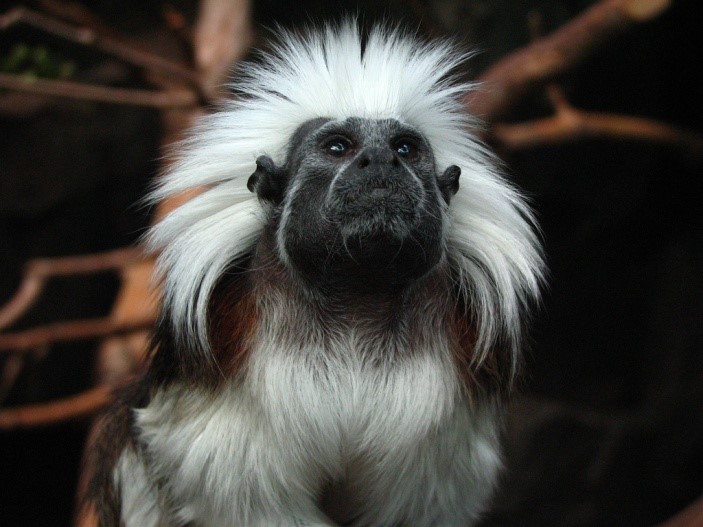 Bush Baby For Sale Bush Baby For Sale