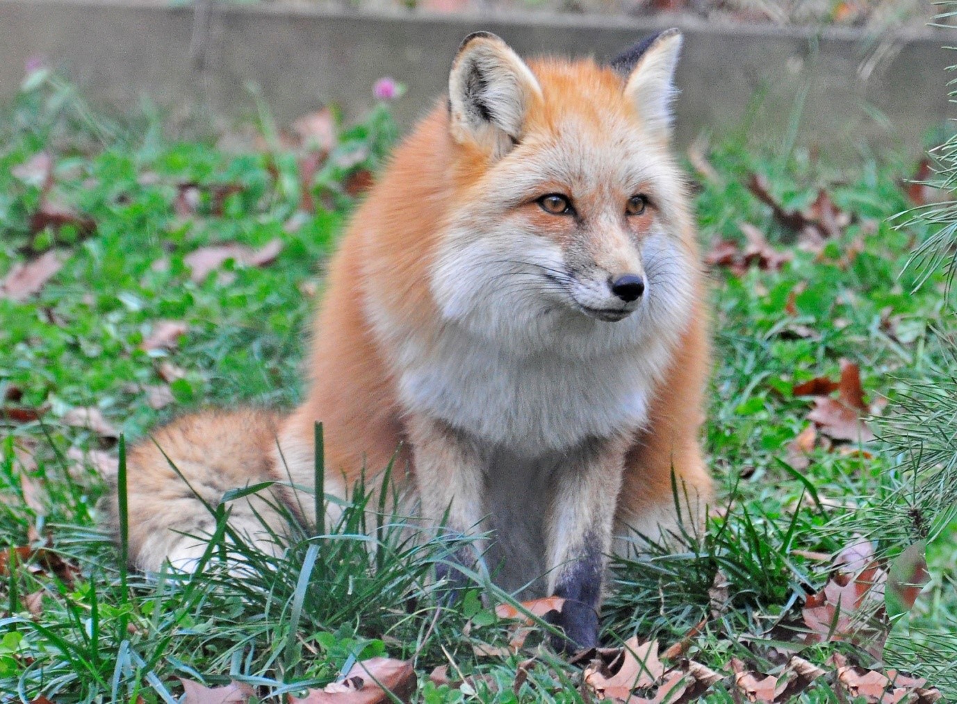 Cute Red Fox Cute Red Fox