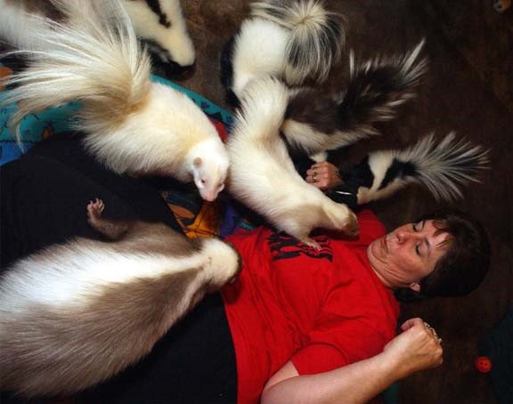 Cute Skunks Cute Skunks