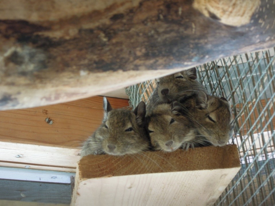 Degu Family Degu Family