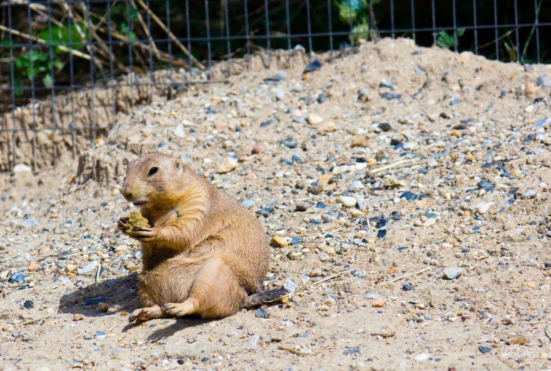 Fat Prairie Dog Fat Prairie Dog