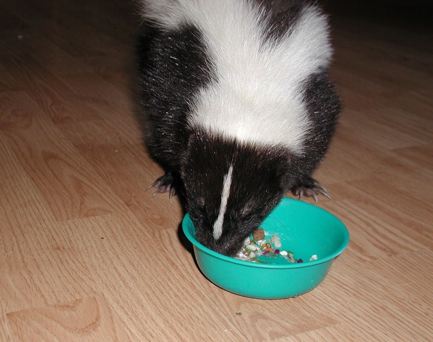 Feeding Skunk Feeding Skunk