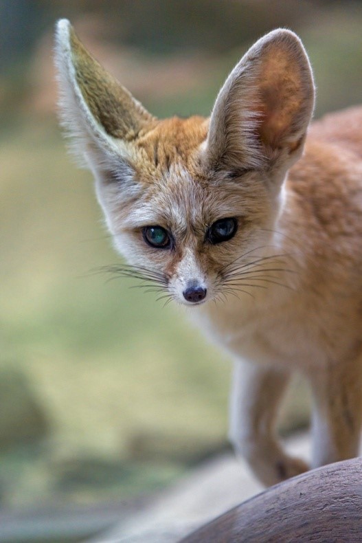 fennec fox pet
