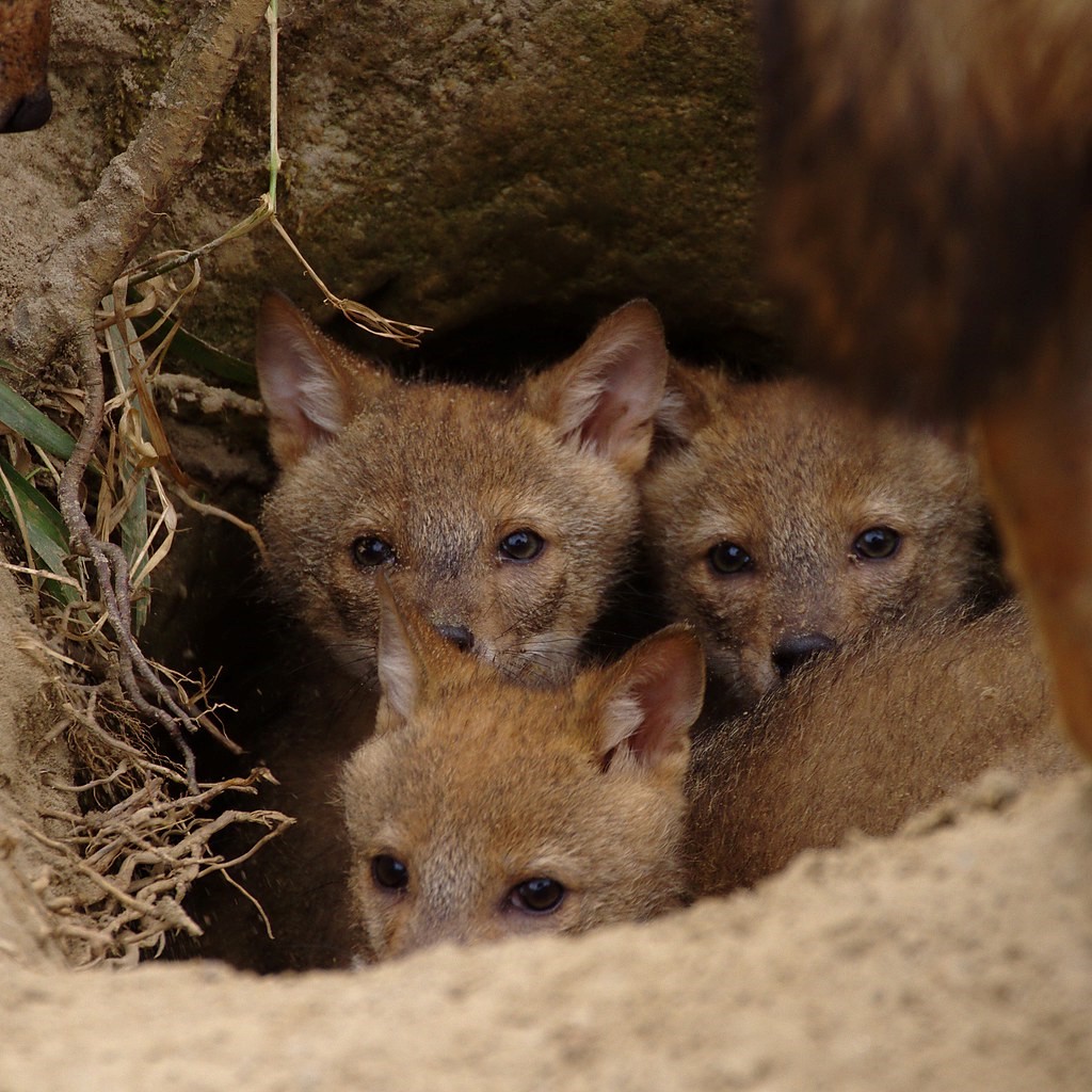 Jackal Cubs