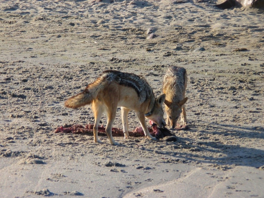 Jackal Feeding