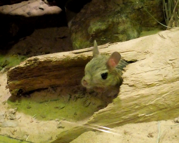 Pet Jerboa Pet Jerboa