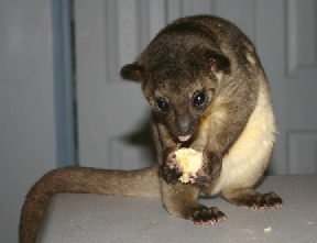 Pet Kinkajou Pet Kinkajou