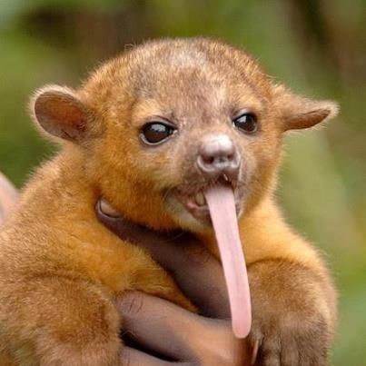 Pet Kinkajou Pet Kinkajou