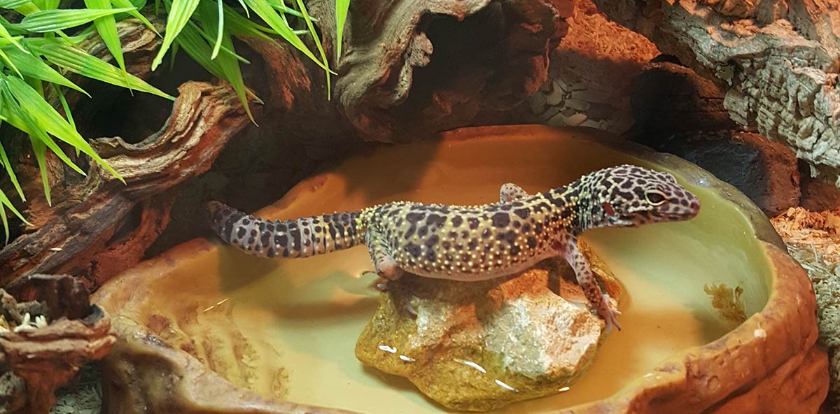 Leopard Gecko Pet Lizard Leopard Gecko Pet Lizard