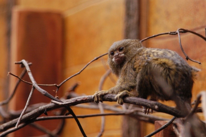 Marmoset For Sale Marmoset For Sale