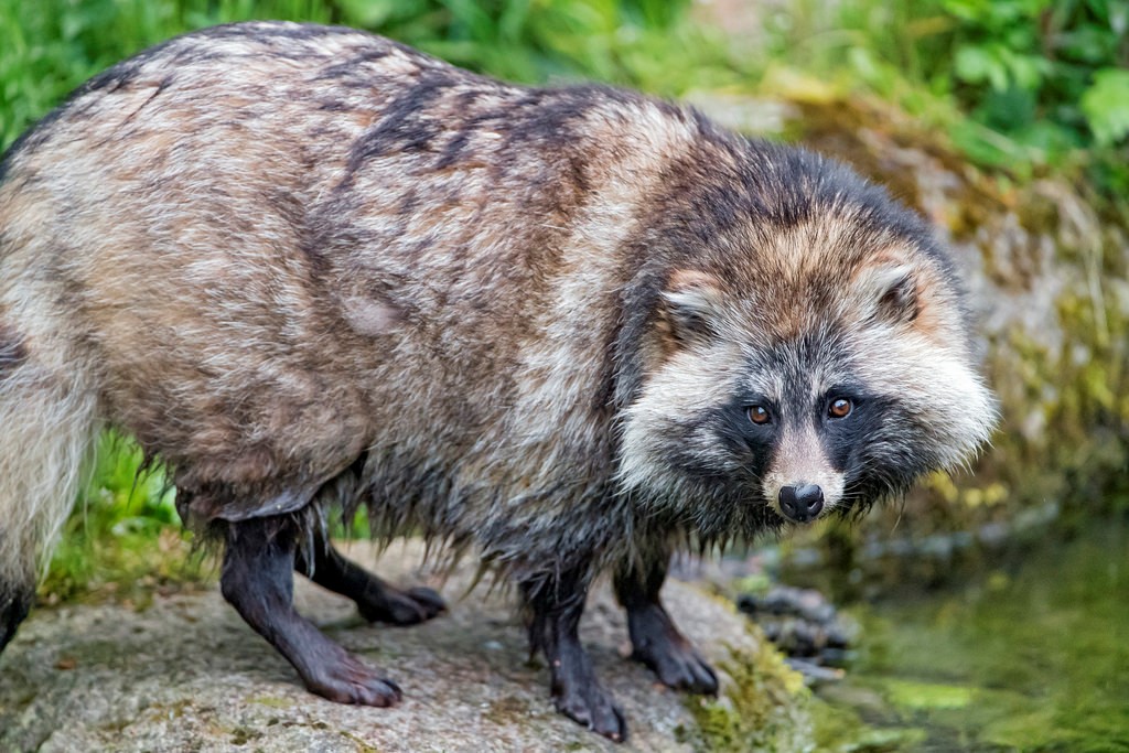 pet raccoon dog pet raccoon dog