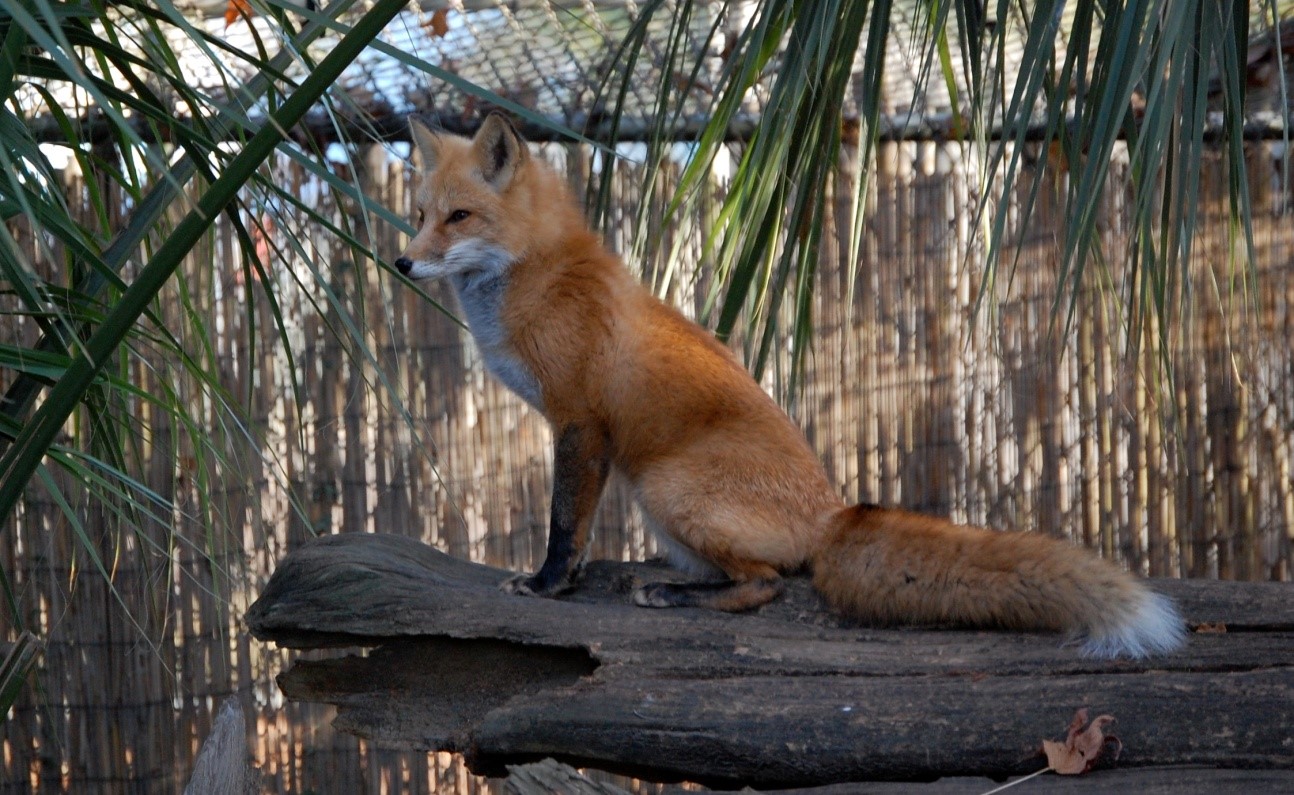 Pet Red Fox Pet Red Fox