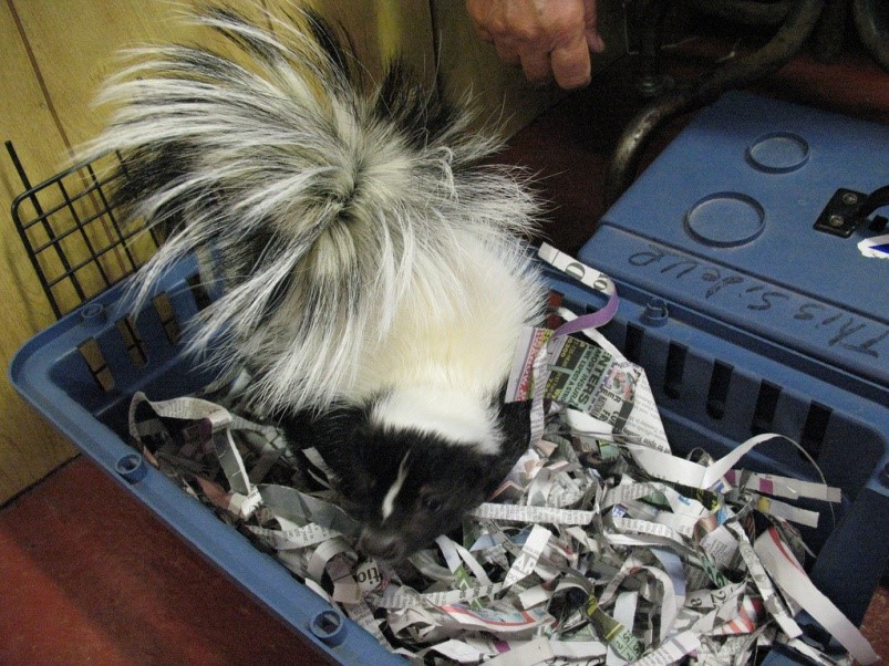 Pet Skunks Pet Skunks
