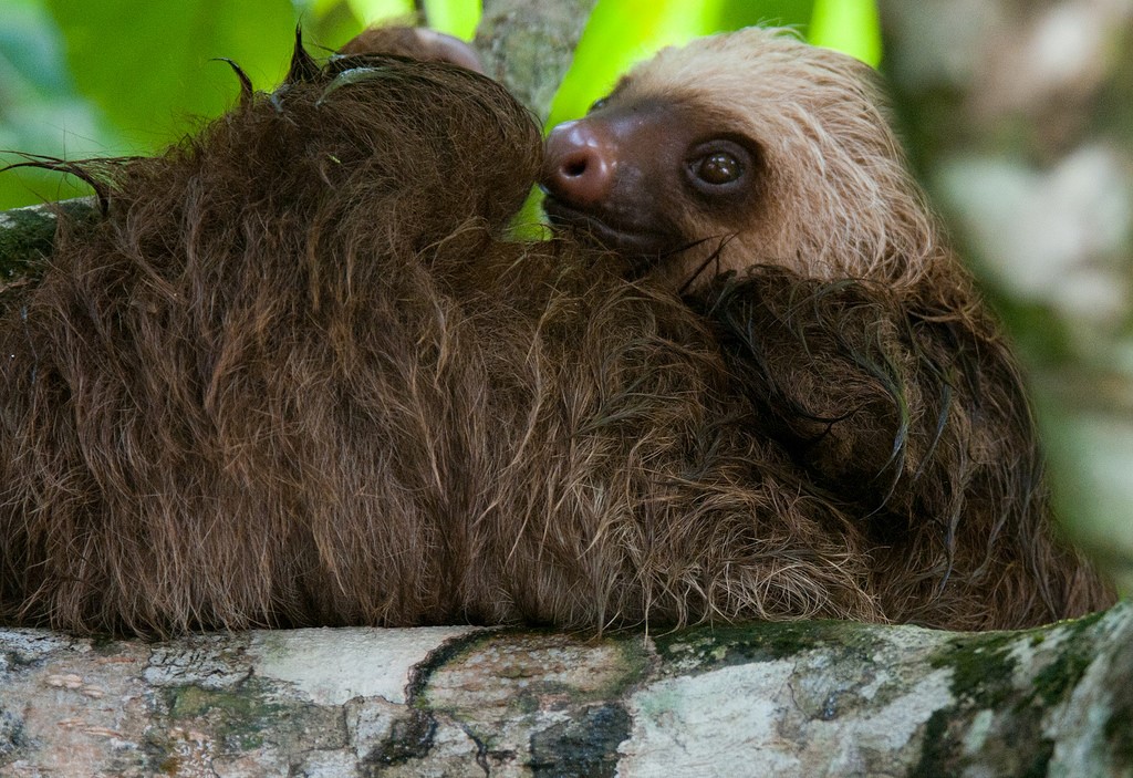 Pet Sloth Pet Sloth