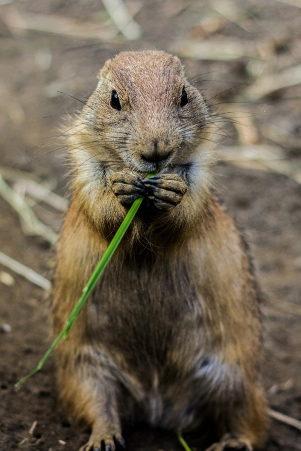 Prairie Dog Pet Prairie Dog Pet