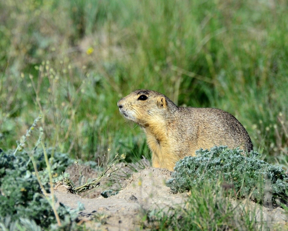 Prairie Dog Prairie Dog