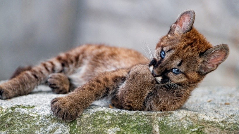 Puma Attack Puma Attack