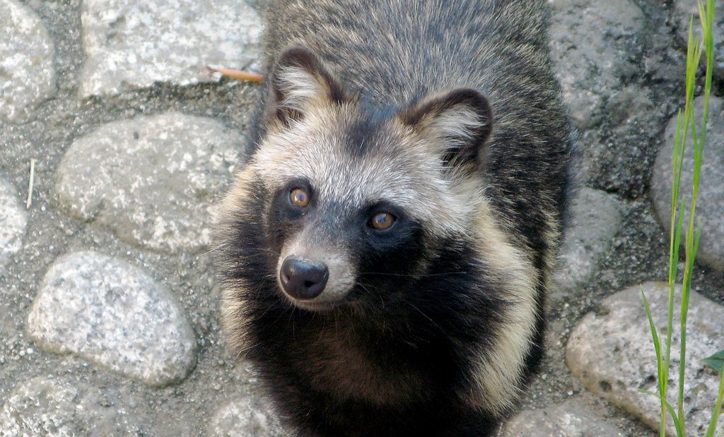 Raccoon Dog Raccoon Dog