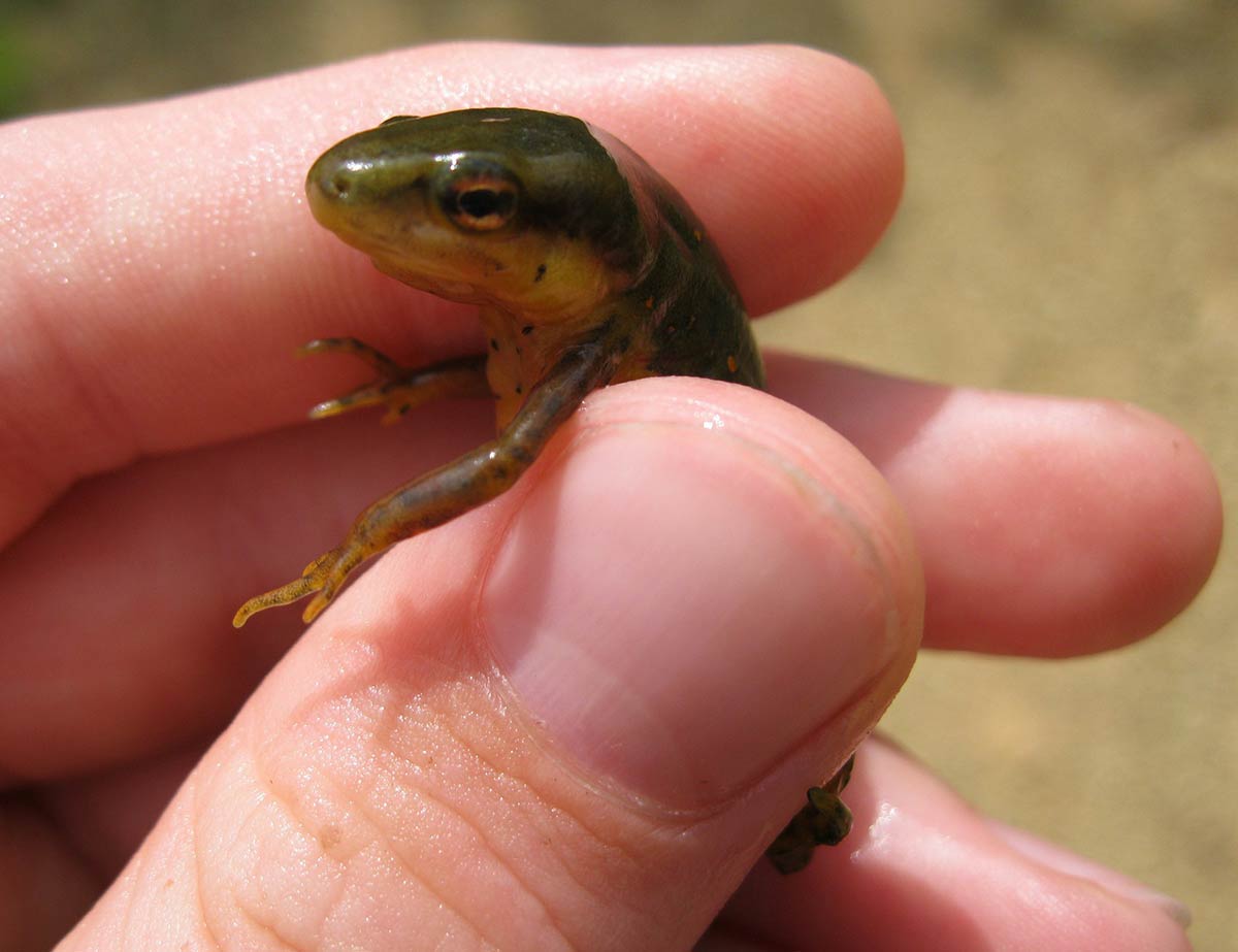 Salamander Salamander