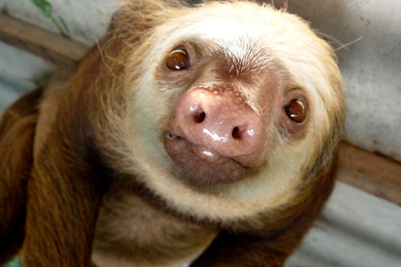 Sloth Picture Sloth Picture